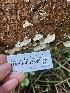  ( - HAY-F-003340)  @11 [ ] by (2023) Mandy Hackney Fungal Diversity Survey