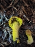  ( - HAY-F-003343)  @11 [ ] by (2023) Mandy Hackney Fungal Diversity Survey