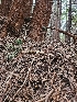  ( - HAY-F-003343)  @11 [ ] by (2023) Mandy Hackney Fungal Diversity Survey