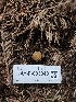  ( - HAY-F-003343)  @11 [ ] by (2023) Mandy Hackney Fungal Diversity Survey