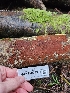  ( - HAY-F-003368)  @11 [ ] by (2023) Mandy Hackney Fungal Diversity Survey