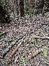  ( - HAY-F-003368)  @11 [ ] by (2023) Mandy Hackney Fungal Diversity Survey