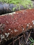  ( - HAY-F-003368)  @11 [ ] by (2023) Mandy Hackney Fungal Diversity Survey