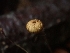  ( - HAY-F-003367)  @11 [ ] by (2023) Mandy Hackney Fungal Diversity Survey