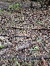  ( - HAY-F-003367)  @11 [ ] by (2023) Mandy Hackney Fungal Diversity Survey