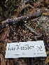  ( - HAY-F-003367)  @11 [ ] by (2023) Mandy Hackney Fungal Diversity Survey