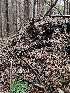 ( - HAY-F-003364)  @11 [ ] by (2023) Mandy Hackney Fungal Diversity Survey