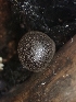  (Daldinia - HAY-F-003609)  @11 [ ] by-nc (2023) Sadie Hickey Fungal Diversity Survey