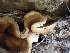  ( - HAY-F-003611)  @11 [ ] by-nc (2023) Sadie Hickey Fungal Diversity Survey