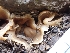  ( - HAY-F-003611)  @11 [ ] by-nc (2023) Sadie Hickey Fungal Diversity Survey