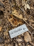  ( - HAY-F-003611)  @11 [ ] by-nc (2023) Sadie Hickey Fungal Diversity Survey
