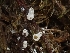  ( - HAY-F-003612)  @11 [ ] by-nc (2023) Sadie Hickey Fungal Diversity Survey