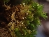  ( - HAY-F-003612)  @11 [ ] by-nc (2023) Sadie Hickey Fungal Diversity Survey
