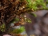  ( - HAY-F-003612)  @11 [ ] by-nc (2023) Sadie Hickey Fungal Diversity Survey