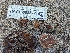  ( - HAY-F-002872)  @11 [ ] by-nc (2023) Stu Pickell Fungal Diversity Survey
