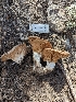  (Collybia brunneocephala - HAY-F-002859)  @11 [ ] by-nc (2023) Stu Pickell Fungal Diversity Survey