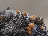  ( - HAY-F-002876)  @11 [ ] by-nc (2023) Stu Pickell Fungal Diversity Survey