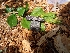  (Phellinus pomaceus - HAY-F-003615)  @11 [ ] by-nc (2023) Sadie Hickey Fungal Diversity Survey