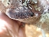  ( - HAY-F-003615)  @11 [ ] by-nc (2023) Sadie Hickey Fungal Diversity Survey