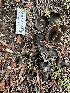  ( - HAY-F-001656)  @11 [ ] by-nc (2023) Bat Vardeh Fungal Diversity Survey