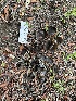  ( - HAY-F-001656)  @11 [ ] by-nc (2023) Bat Vardeh Fungal Diversity Survey