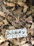  ( - HAY-F-001666)  @11 [ ] by-nc (2023) Bat Vardeh Fungal Diversity Survey