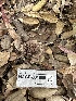  ( - HAY-F-001666)  @11 [ ] by-nc (2023) Bat Vardeh Fungal Diversity Survey