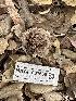  ( - HAY-F-001666)  @11 [ ] by-nc (2023) Bat Vardeh Fungal Diversity Survey
