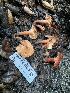  ( - HAY-F-001635)  @11 [ ] by-nc (2023) Bat Vardeh Fungal Diversity Survey