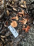  ( - HAY-F-001635)  @11 [ ] by-nc (2023) Bat Vardeh Fungal Diversity Survey