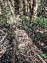  ( - HAY-F-003318)  @11 [ ] by (2023) Mandy Hackney Fungal Diversity Survey