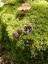  ( - HAY-F-003321)  @11 [ ] by (2023) Mandy Hackney Fungal Diversity Survey