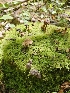  ( - HAY-F-003321)  @11 [ ] by (2023) Mandy Hackney Fungal Diversity Survey
