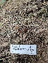  ( - HAY-F-003353)  @11 [ ] by (2023) Mandy Hackney Fungal Diversity Survey