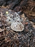  ( - HAY-F-003350)  @11 [ ] by (2023) Mandy Hackney Fungal Diversity Survey