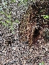  ( - HAY-F-003350)  @11 [ ] by (2023) Mandy Hackney Fungal Diversity Survey