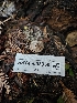  ( - HAY-F-003350)  @11 [ ] by (2023) Mandy Hackney Fungal Diversity Survey