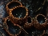  ( - HAY-F-003352)  @11 [ ] by (2023) Mandy Hackney Fungal Diversity Survey