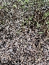  ( - HAY-F-003352)  @11 [ ] by (2023) Mandy Hackney Fungal Diversity Survey