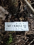  ( - HAY-F-003352)  @11 [ ] by (2023) Mandy Hackney Fungal Diversity Survey