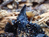  (Sclerotiniaceae - HAY-F-003123)  @11 [ ] by-nc (2023) Dean Lyons Fungal Diversity Survey
