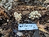 ( - HAY-F-002880)  @11 [ ] by-nc (2023) Stu Pickell Fungal Diversity Survey