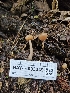  (Cudonia sp. monticola-CA01 - HAY-F-003349)  @11 [ ] by (2023) Mandy Hackney Fungal Diversity Survey