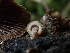  ( - HAY-F-003307)  @11 [ ] by (2023) Mandy Hackney Fungal Diversity Survey
