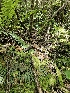  ( - HAY-F-003307)  @11 [ ] by (2023) Mandy Hackney Fungal Diversity Survey
