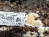  ( - HAY-F-002906)  @11 [ ] by-nc (2023) Stu Pickell Fungal Diversity Survey