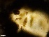  ( - HAY-F-002703)  @11 [ ] c (2023) Rudy Diaz Fungal Diversity Survey