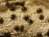  ( - HAY-F-002703)  @11 [ ] c (2023) Rudy Diaz Fungal Diversity Survey