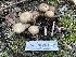 ( - HAY-F-002973)  @11 [ ] by-nc (2023) Damon Tighe Fungal Diversity Survey
