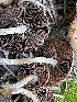  ( - HAY-F-002973)  @11 [ ] by-nc (2023) Damon Tighe Fungal Diversity Survey